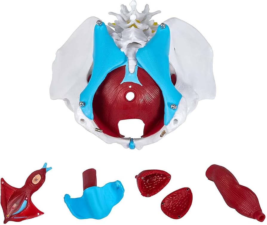 Amazon.co.jp: 筋肉付き骨盤底モデル取り外し可能な4つの部品付き