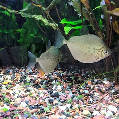 Best Soil For Aquarium Plants Of 2022 Buying Guide And Reviews Www