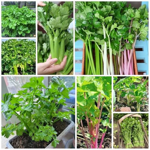 semillas de apio para plantar - semillas de apio orgánicas, plantas en macetas resistentes, plantas trepadoras semillas de apio organicas, semillas de hortalizas, plantas raras, 800pcs