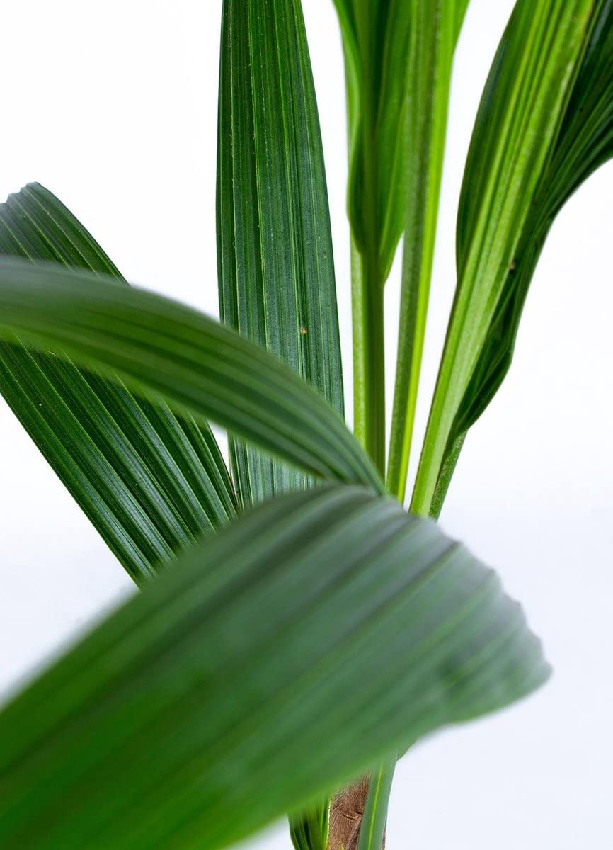 Cocotero Palmera Natural Grande + 135cm Altura
