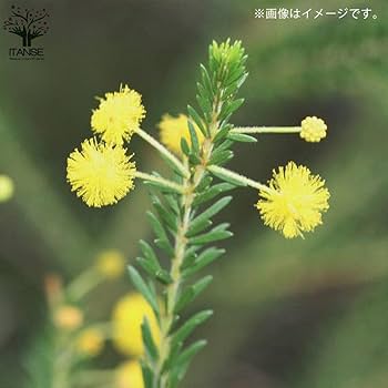 Amazon.co.jp: アカシア・ゴールドチップ 7号ポット【品種で選べる花木