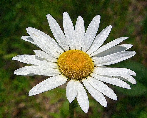 *Daisy*様 Amazon.com : Rare 100 Pcs Seeds Purple Daisy Seeds Flower