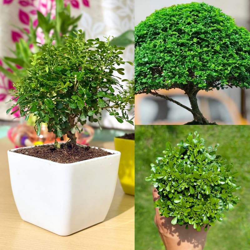 Bonsai Banyan Tree Live Plant, Live Oxygen Producing Small Tree for Home Decoration, Natural Tabletop Display (Pack of 1 with Pot)-image-36