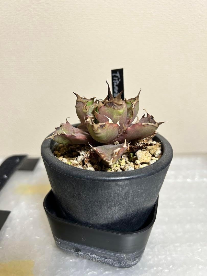 アガベ　浪人　抜き苗にて発送　子株は商品に含みません アガベ 浪人 抜き苗にて発送 子株は商品に含みません 2025年最新】浪人