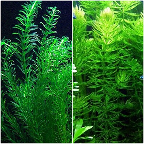 Anacharis and Hornwort Bundle for Ponds and Aquariums