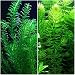Anacharis and Hornwort Bundle for Ponds and Aquariums