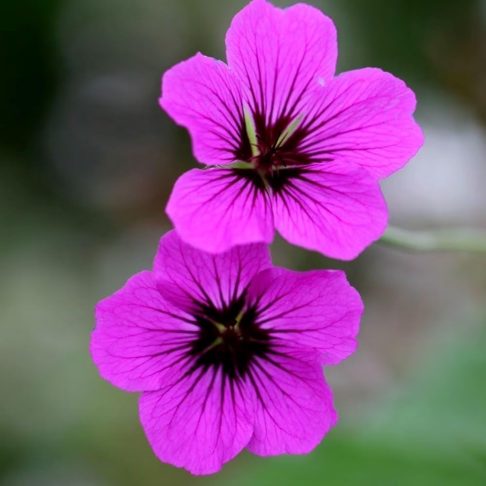 Plant Theory 9cm Pot Geranium Patricia Cranesbill Perennial