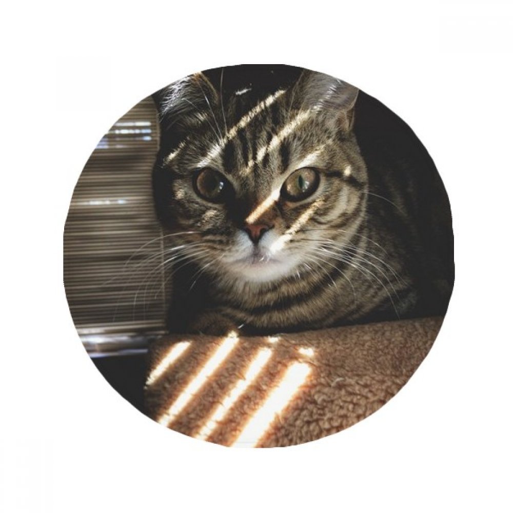 Tapis de chat antidérapant pour sécuriser le sol de la cuisine