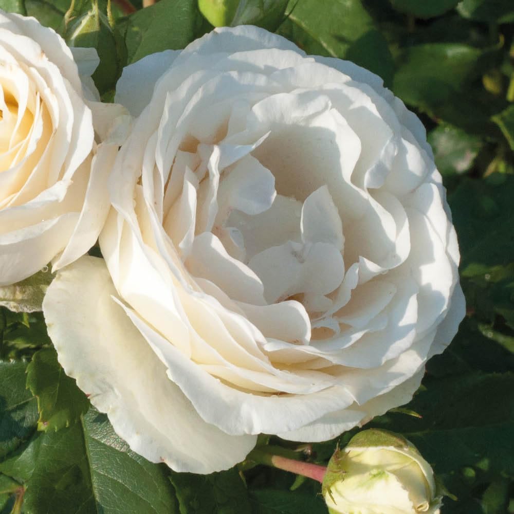 YouGarden Harkness Rose 'Diamond Wedding 60th Anniversary' ®, 1 x 4 Litre Pot, Gift Roses