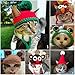 Legendog Cat Costume Pet Turkey Hat Thanksgiving Apparel for Cats Small Dogs