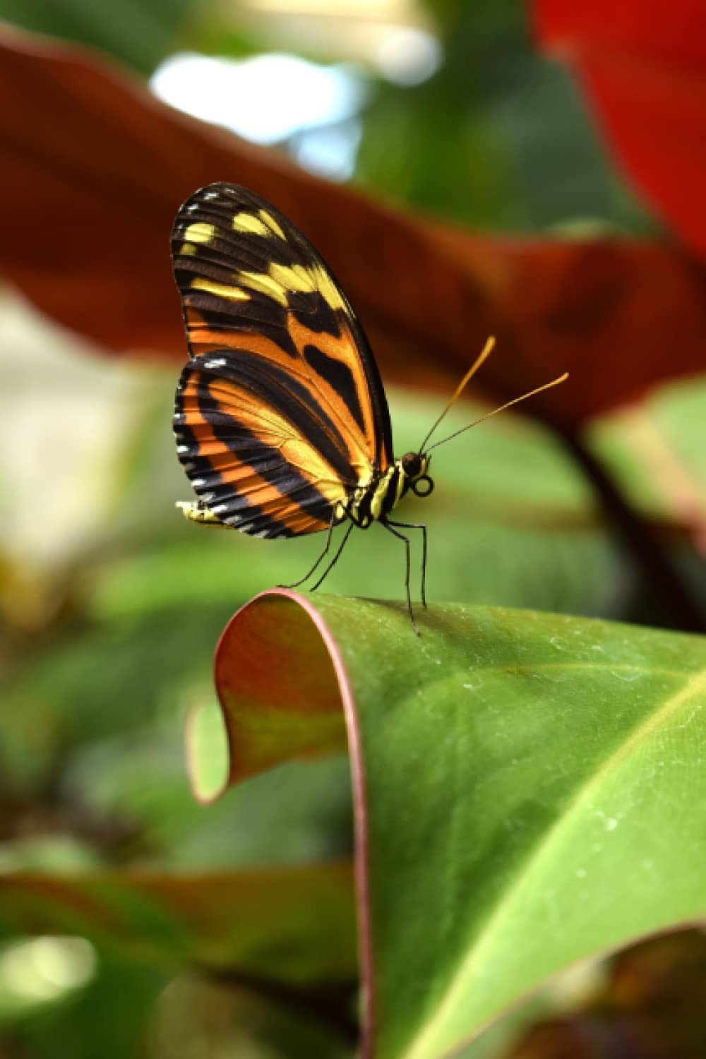 AMAZING DESIGNER NOTE BOOK