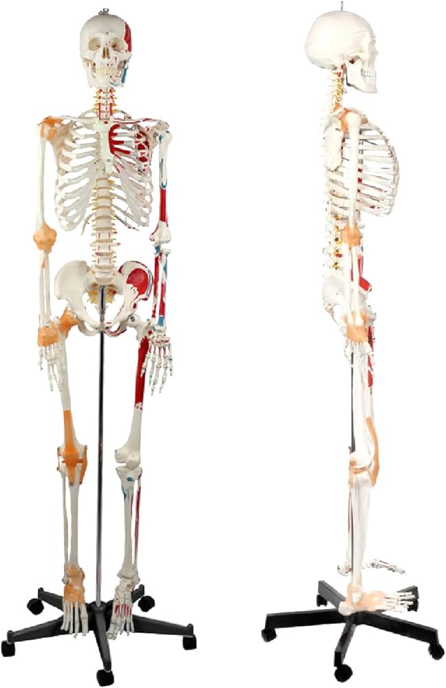 等身大　骨模型　男性 等身大 男性 骨模型