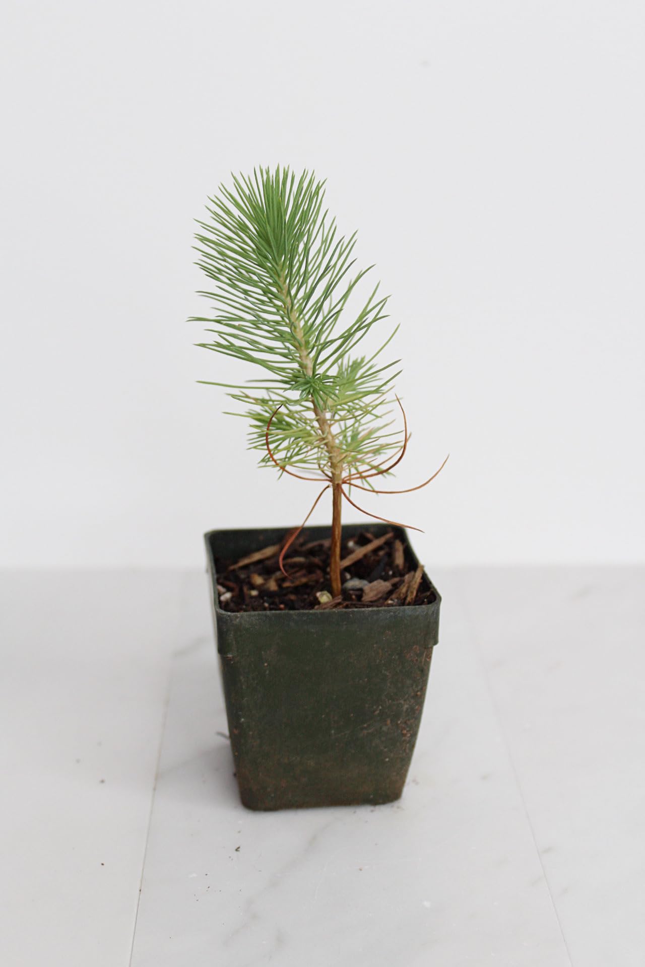Amazon.com : Generic Mini Bonsai Tree Starter Plant Gift Pinus Eldarica Aleppo  Pine Afghan Pine Live Tree Pine Zen Garden House Plant Outdoor Plant 2 inch  Pot (1), Green : Patio, Lawn & Garden