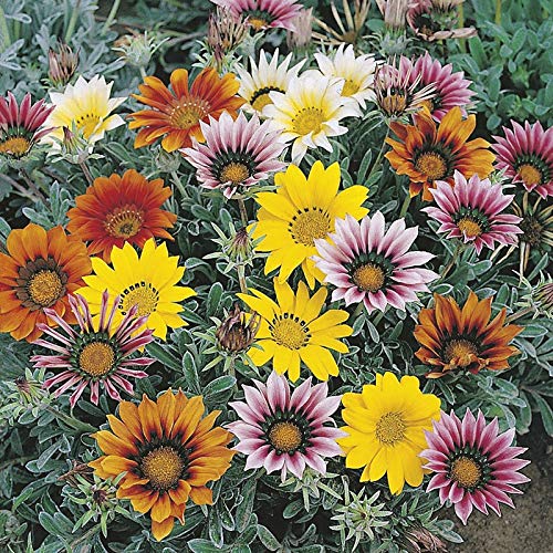 Rare Exotic " Talent Mixed " Gazania 20 Seeds Pack for growing-image-10