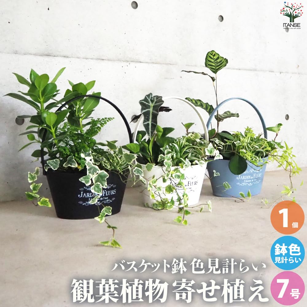 Amazon｜観葉植物寄せ植え 7号バスケット鉢 1個売り【観葉植物寄植え