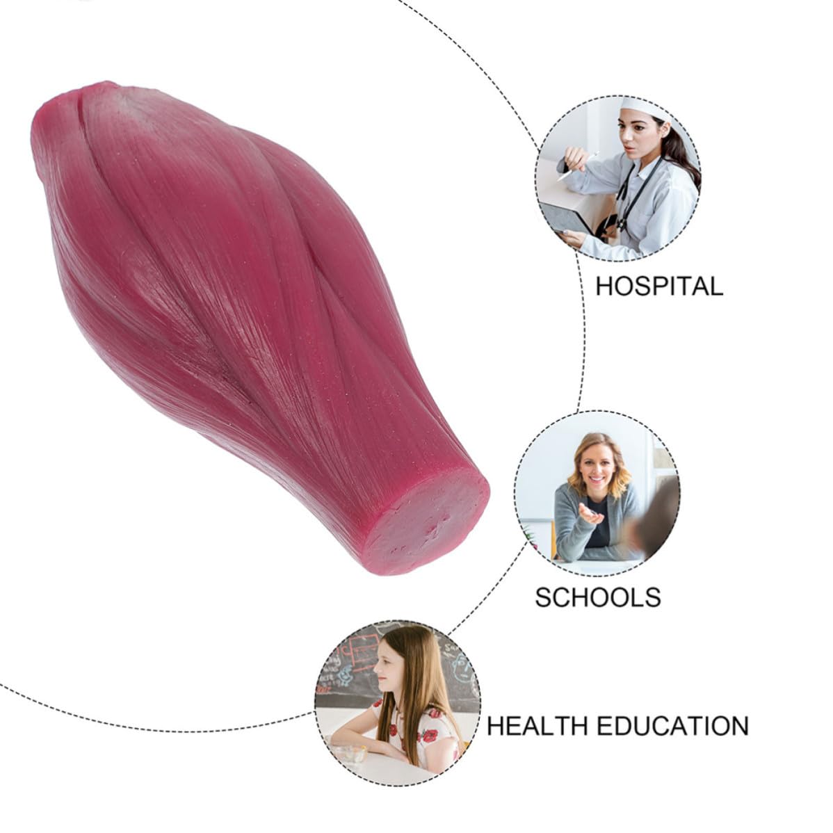 Modèle Musculaire Pédagogique 1 Lb en Silicone pour Enseignement | Modèle de Muscle Squelettique, Modèle de Corps Humain D'une Livre, Affichage et Démonstration Éducative
