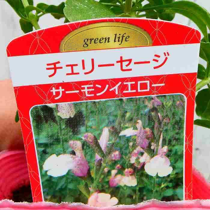 Amazon | チェリーセージ 苗 サーモンイエロー 3.5号 花苗 花壇