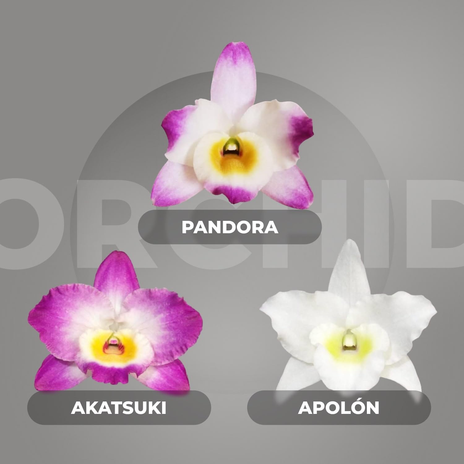 Colección de orquídeas de Bambus Dendrobium Nobile, 3 plantas grandes reales de interior de Holanda, de 30-40 cm de altura, florecientes y fragantes