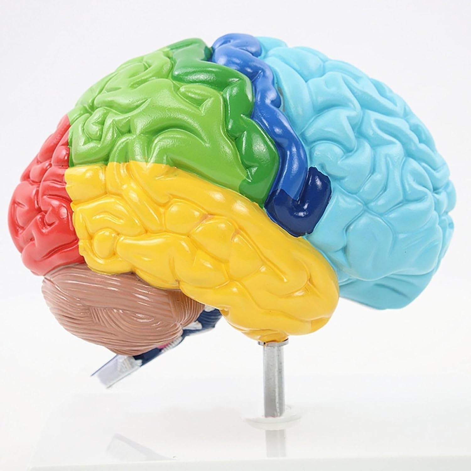 Model mózgu neurokortycznego 1:1 z prawej półkuli do edukacyjnego użytku medycznego