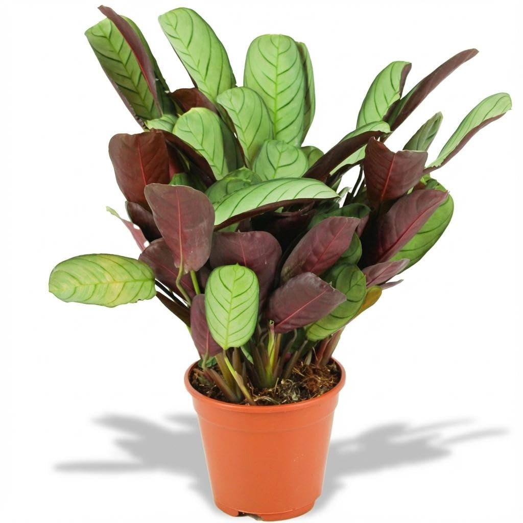 Planta Ctenanthe Amagris, Decoración de Interior, Gris Verde, Maceta 14 cm