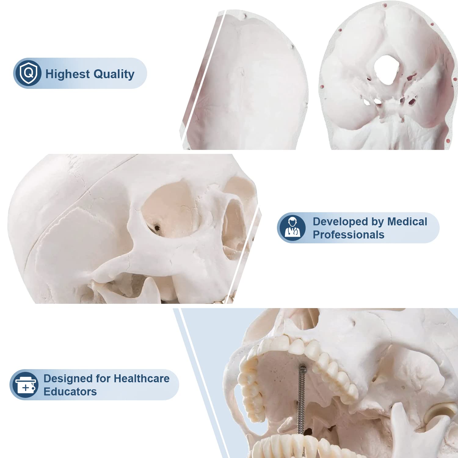 [Upgraded] Human Skull Anatomical Model, Winyousk Life Size Medical Skull Model, Anatomy Head Skull with Removable Skull Cap and Articulated Mandible
