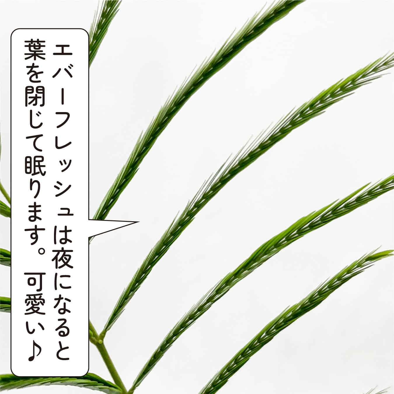 Amazon｜エバーフレッシュ 6号鉢 観葉植物 ギフト お祝い 育てやすい