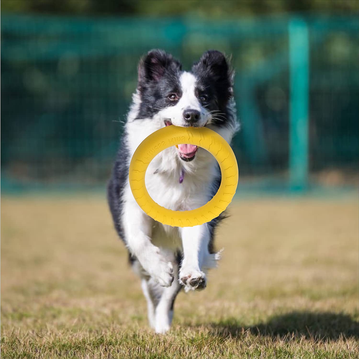 Anneau de Fitness Pour Chien, Anneau de Morsure de Chien, équipement d'exercice d'agilité pour chien, anneau d'entraînement interactif au tir à la corde pour petits et grands chiens (Jaune, Grande)