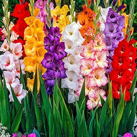 20 x Gladioli Mix Large Bulbs - Add Wonderful Colour - for Your Beautiful Garden, Ready for Planting Now Cover