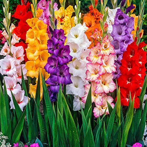 G-Gardens 20 x Gladioli Mix Large Bulbs - Add Wonderful Colour for Your Beautiful Garden Ready for Planting Now - Rainbow Mixed Collection - Height 80cm-120cm - Flowering July/August