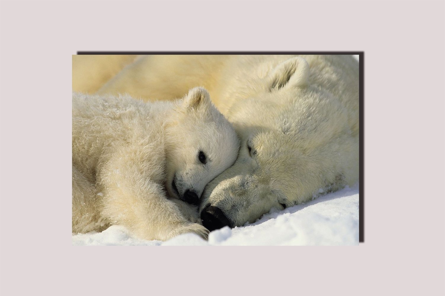 Oso Polar Bebe Oso Polar Bebe
