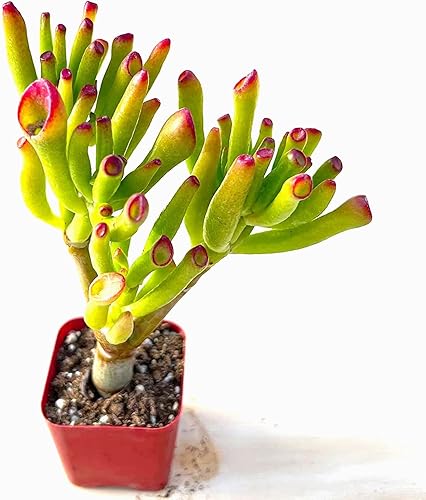 Planta de jade 'Hobbit' - Crassula ovuta maceta de 2"