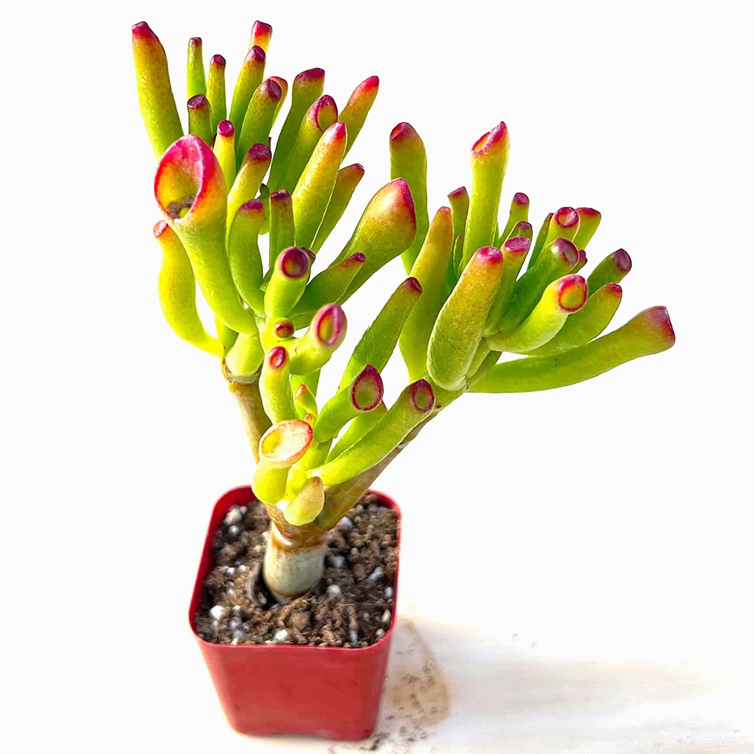 Amazon.com : 'Hobbit' Jade Plant - Crassula ovuta 2" Pot : Patio, Lawn &  Garden