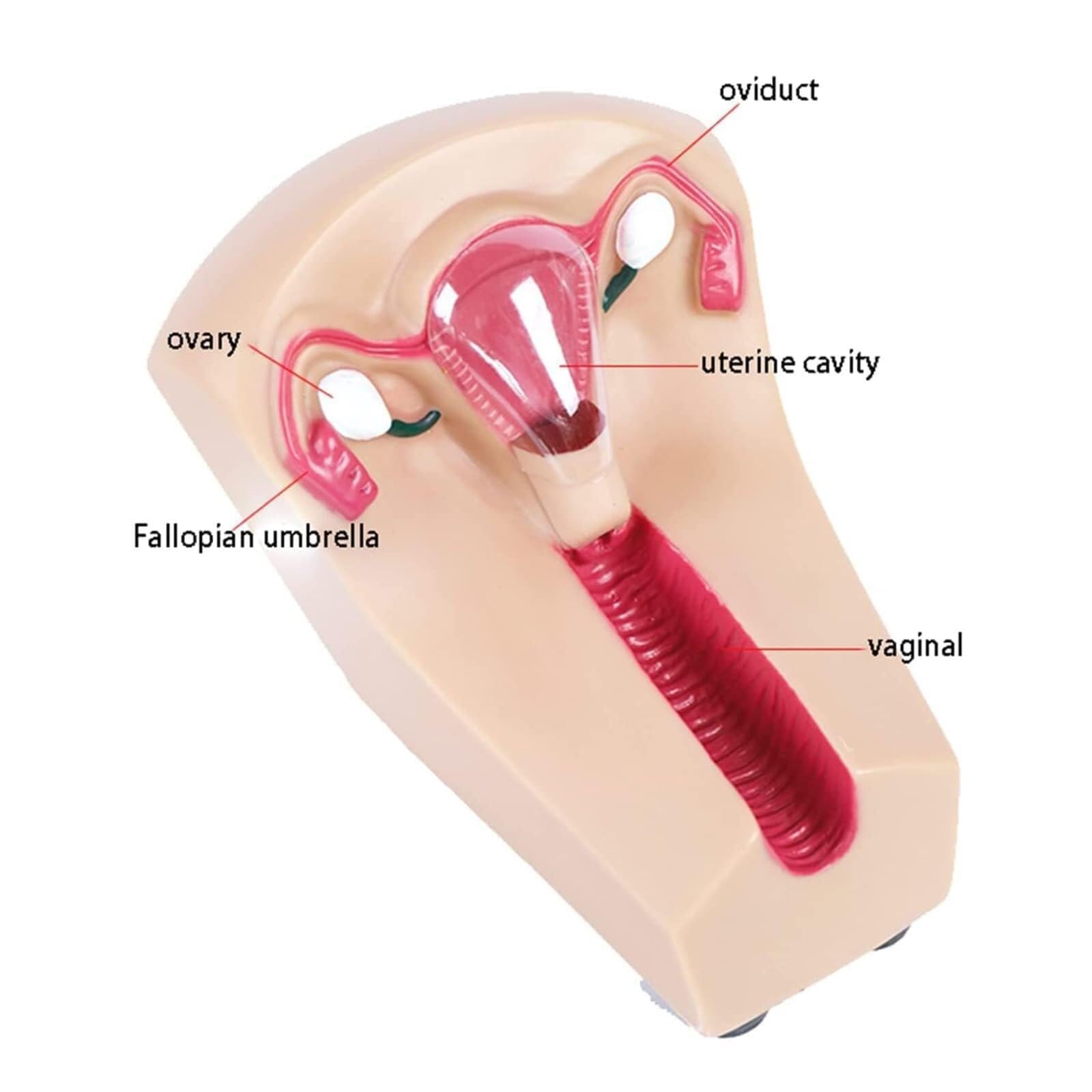 Intrauterine Gerät Trainingsmodell, transparentes PVC-Uterus- und Eierstockmodell, Einsetzen und Entfernen von Intrauterinpessar
