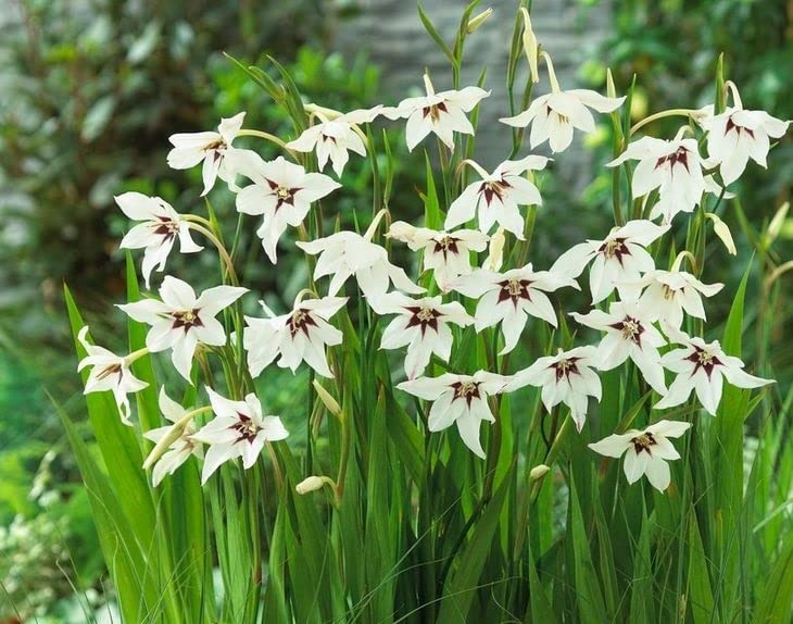 Peacock Orchids - Unique in Appearance with Strong Fragrance - Summer Flowering Bulbs - Ready for Planting Now (15x Acidanthera Peacock Orchids)