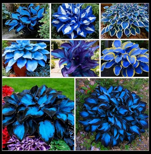 2 Pack Mitternachtsblaue großblättrige Zierfunkien (Hosta) für die Gartenbepflanzung-A