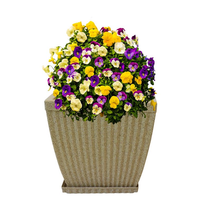 See full amazon price history chart for Amazon Brand - Umi Indoor & Outdoor Plastic Marble Look Paris_Square Pot with Tray | Flower Pot | Plant Container for Home/Office/Garden Decor - Color : Sand/Stone, Size :10 Inches (25.4cm) -Set of 1 Amazon Brand - Umi Indoor & Outdoor Plastic Marble Look Paris_Square Pot with Tray | Flower Pot | Plant Container for Home/Office/Garden Decor - Color : Sand/Stone, Size :10 Inches (25.4cm) -Set of 1 (B0CZ799BPL) Amazon Price History, Amazon Price Tracker
