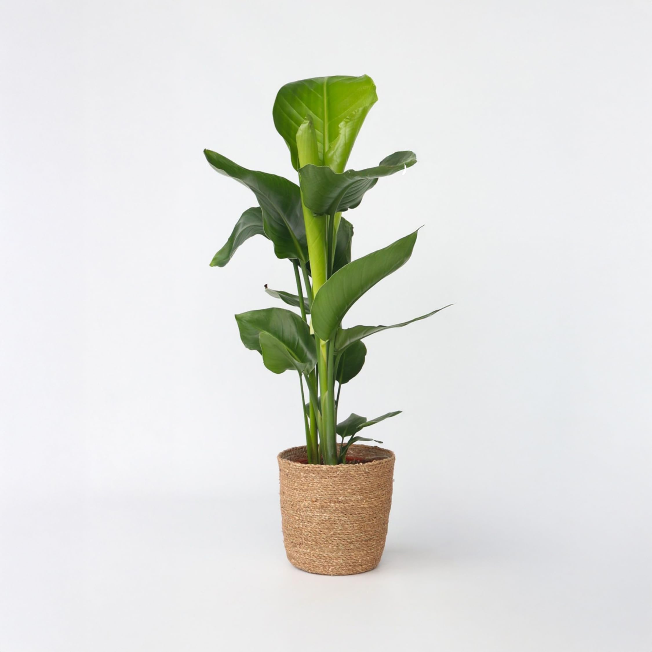 Plant in a Box - Strelitzia Nicolai in Korb - Weier Paradiesvogelblume -  Grne Zimmerpflanze Strelitzie - Topf 17cm - Hhe 55-70cm : Amazon.de:  Garten