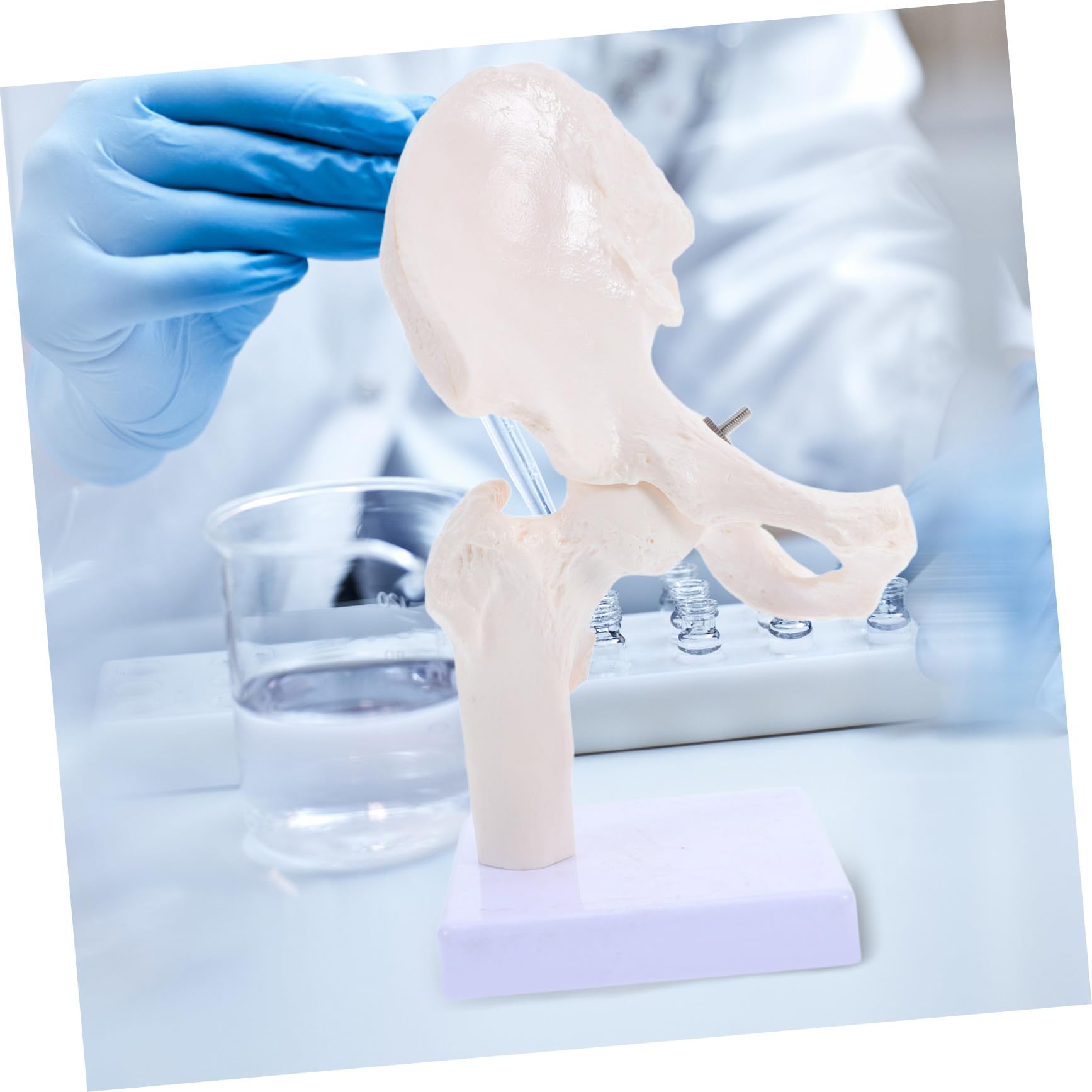 Anatomico Scheletrico Umano Per Studio Anatomia Strumento Didattico Per Scuole e Laboratori Realistico e Duraturo Per Educazione Scientifica e Comprensione Della Struttura Ossea