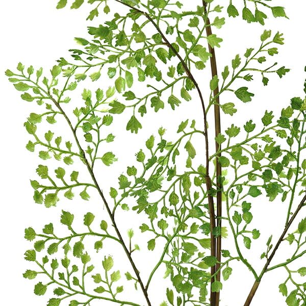 Amazon｜GREENPARK ドウダンツツジ ミックス Water H60cm 観葉植物