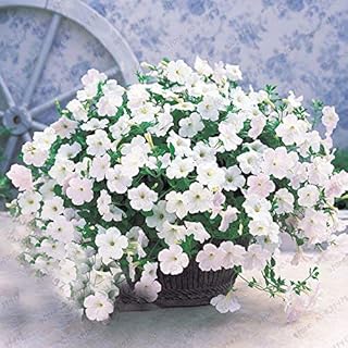 50 Seeds Bag Seeds Petunia Climbing Petunia Flower Seeds Mix Petunia Hybrida Garden Bonsai Planting, Black