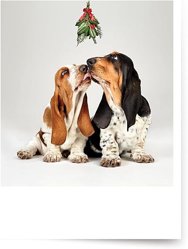 Miniatura 1 de PALM PRESS Tarjetas fotográficas de Navidad, Basset Hounds Under The Mistletoe (6 tarjetas con sobres blancos), perfectas para alguien especial