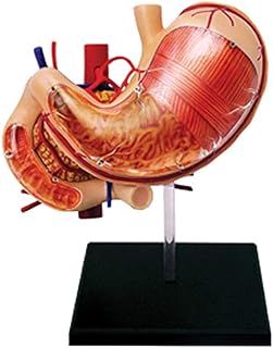 Study Model Human Organ Anatomical Model - Stomach Organ Anatomy Model- Detachable 12 Parts Human Anatomy Science Models -for Medical Teaching Training Model SaiFei