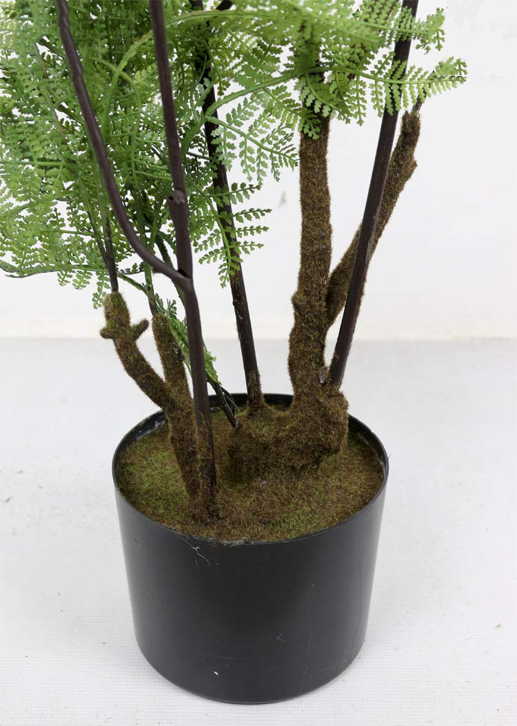 gummibaum pink Gummibaum – ruuds