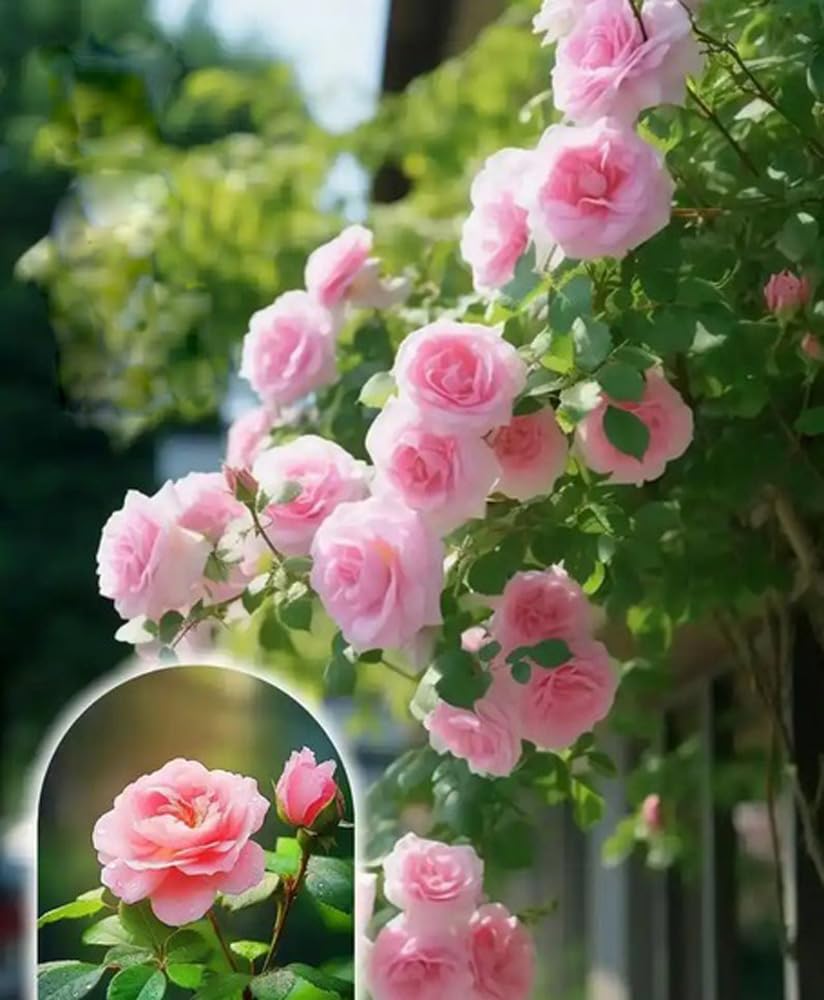 100PCS Pink Climbing Rose Seeds Rare Non-GMO Heirloom Seeds