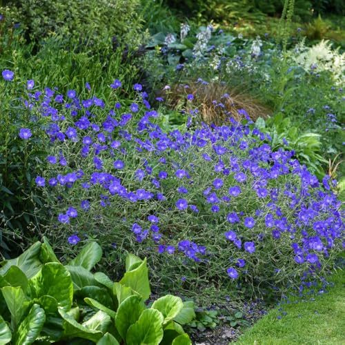 Hardy Geranium 'Brookside' - Intensely Blue Flowers, RHS AGM Winner 9cm Pot x 1 by Thompson and Morgan