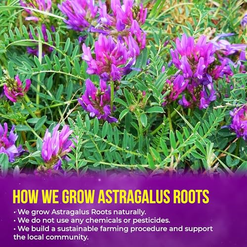 Image of FreshDrinkUS, Premium 16oz Dried Astragalus Root Slices - 100% Natural Astragalus Root for Herbal Tea & Traditional Beverages - Natural, Clean Cut, No Additives. No Preservatives. Vegan