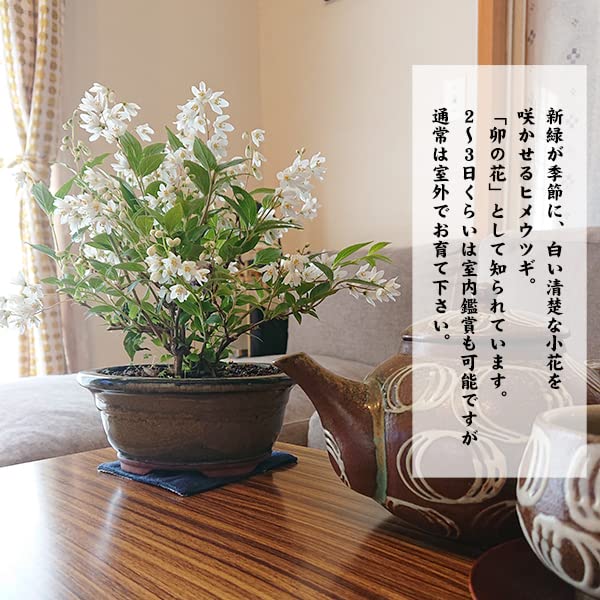 Amazon.co.jp: 母の日 小品盆栽：開花姫うつぎ(楕円陶器鉢)*姫空木姫
