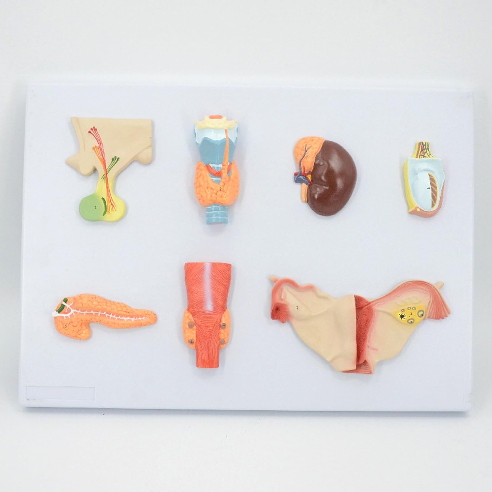 Human endocrine Organ Model, Human endocrine System Model, PVC Digestive System pituitary Thyroid Adrenal Testis Pancreas parathyroid Ovary Model, Teaching Tools