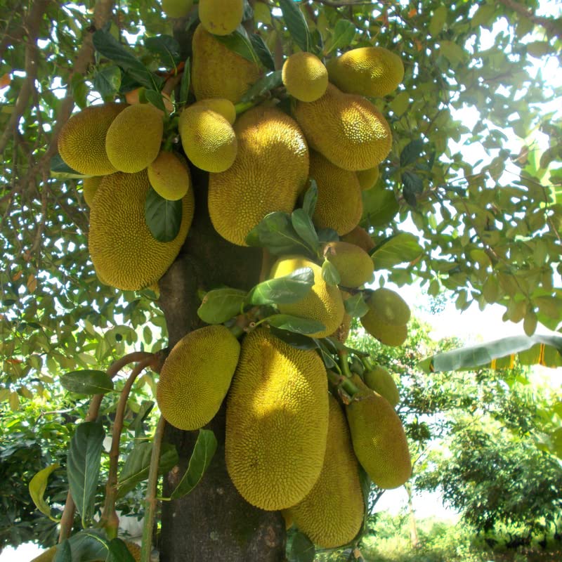 How do you grow jackfruit? Garden Super Power