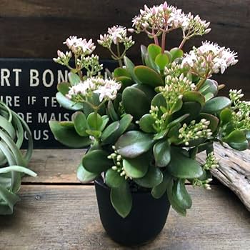 Amazon | 金のなる木 花月 多肉植物 4号黒鉢 観葉植物 成金草